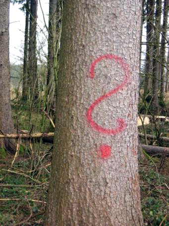 Die Suche nach einem geeigneten Baum