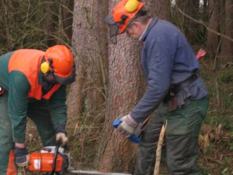 Die Suche nach einem geeigneten Baum