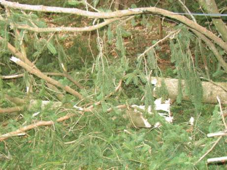 Die Suche nach einem geeigneten Baum