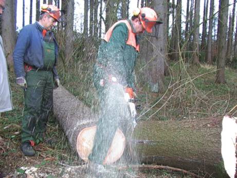 Die Suche nach einem geeigneten Baum